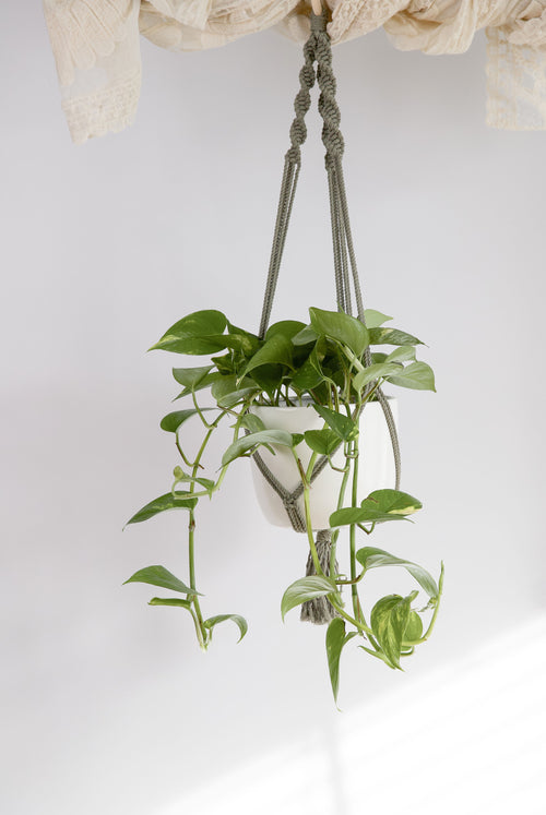 Classic Macrame Plant Hanger
