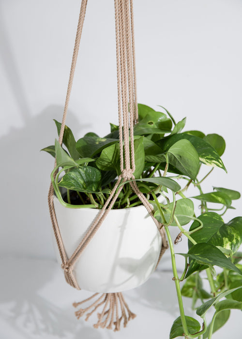 serrv mini macrame plant hanger Mini Macrame Air Plant Hanger – Van Isle Macrame