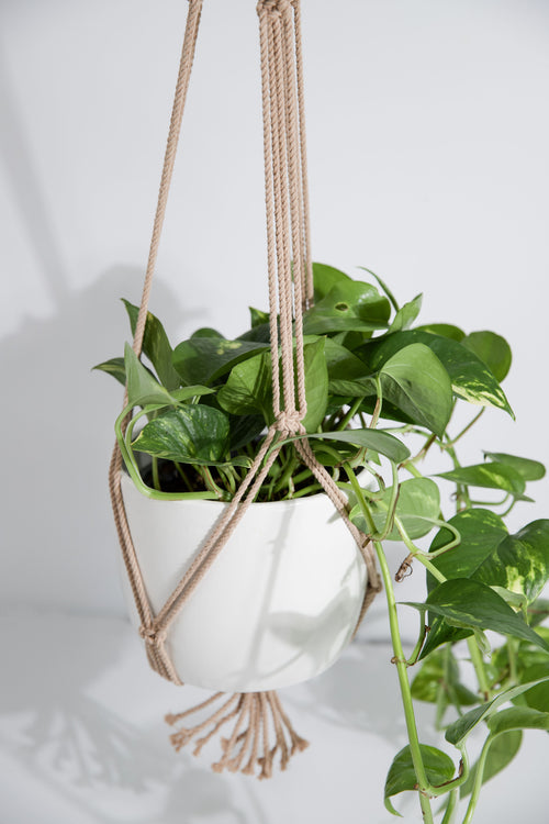 Classic Macrame Plant Hanger