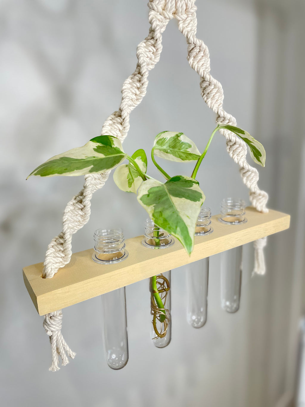 Macrame Propagation Station Hanger