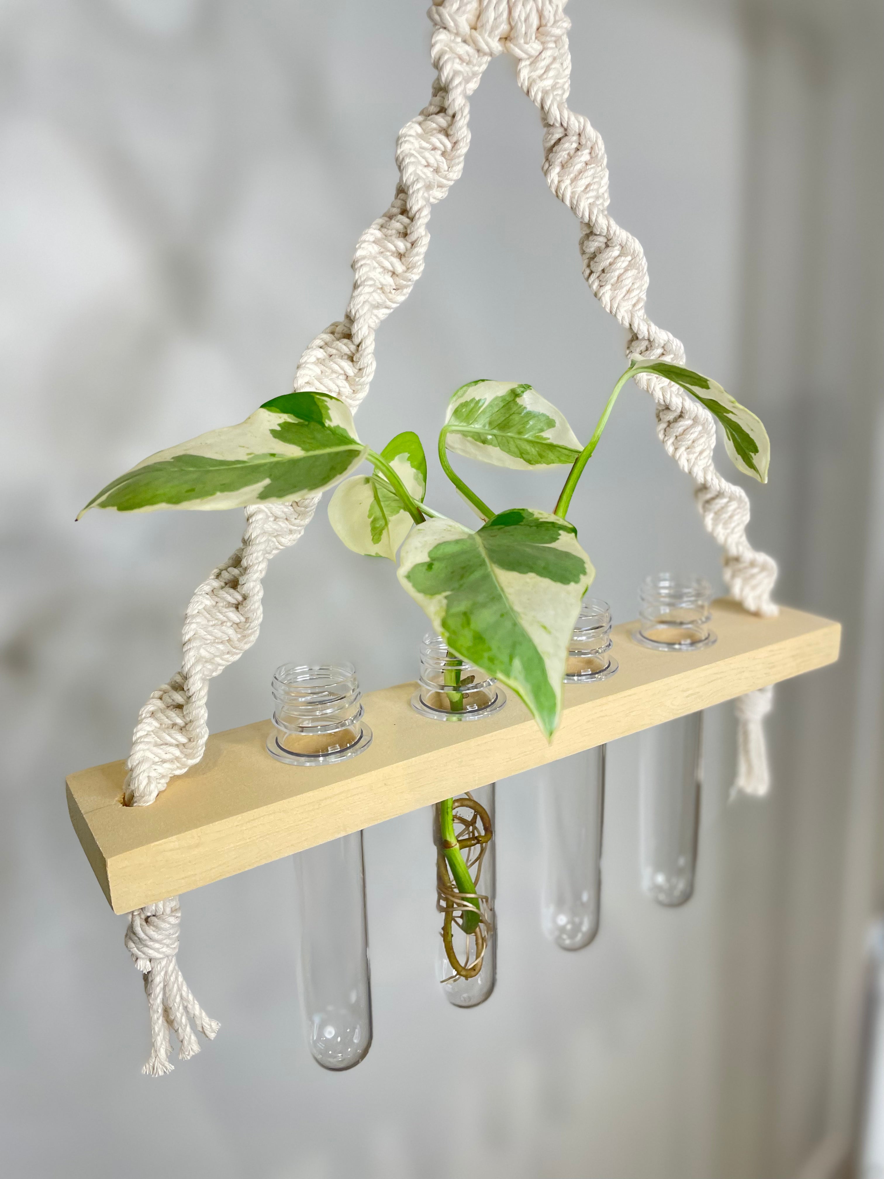 Macrame Propagation Station Hanger
